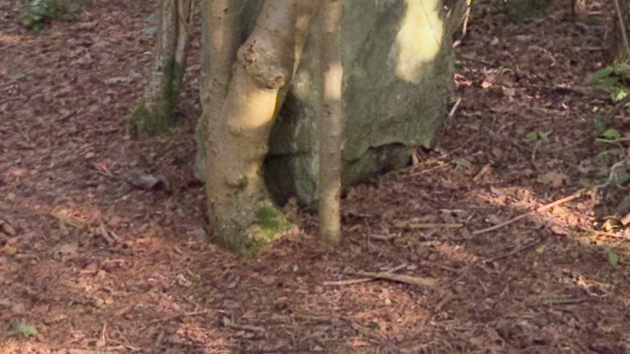 Full-resolution crop of the high ISO clip where sensor grain covers the bark, rock and leaf litter