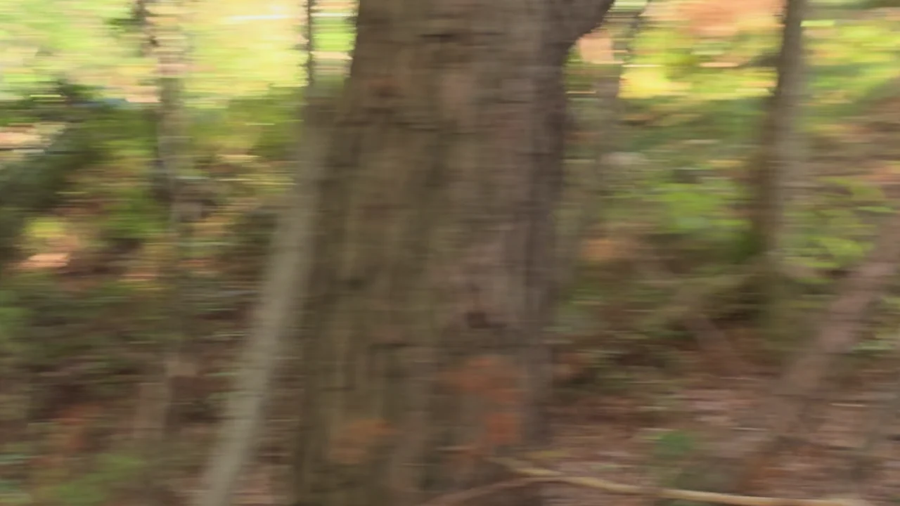Full-resolution crop from the slow-shutter clip showing smeared tree trunks with no sharp corners left to track